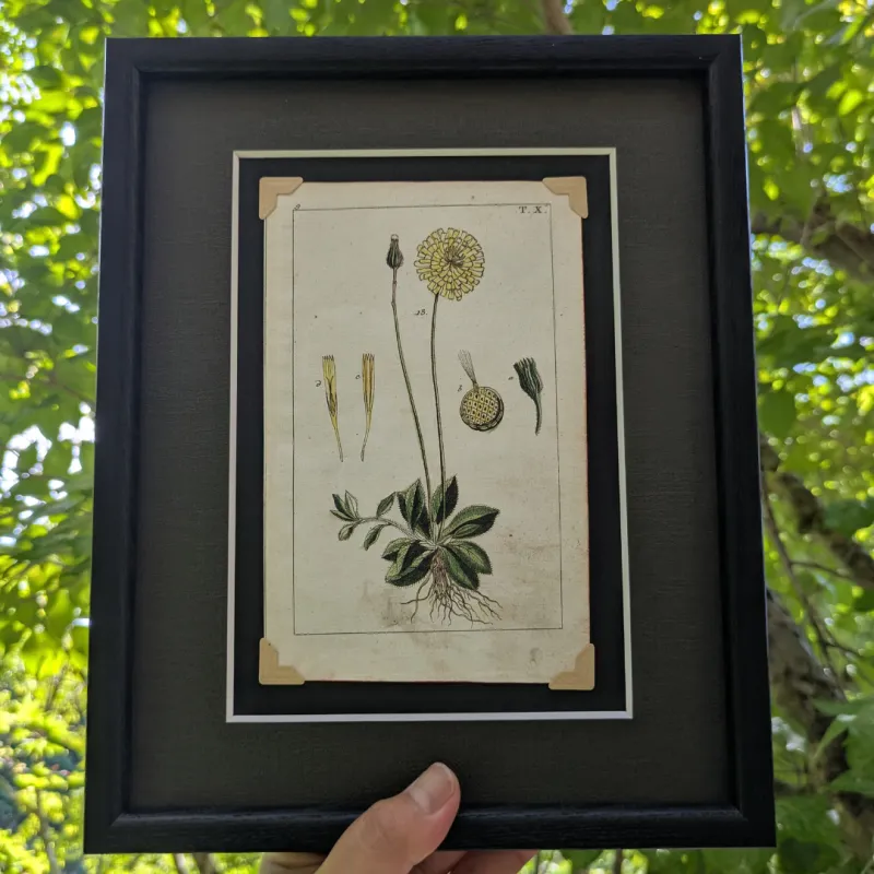 繊細に描かれた草花には、今も変わらない美しさがあります。200年前の逸品。