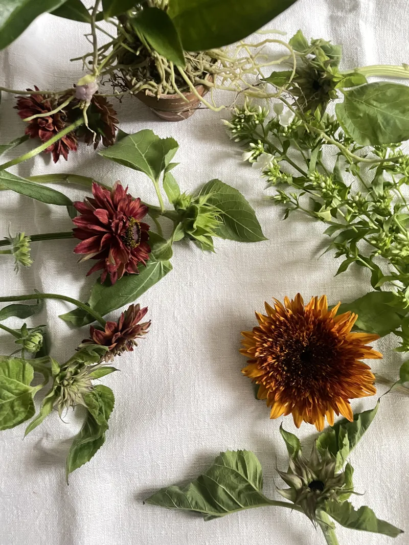 夏のお葉菜（植物）たち