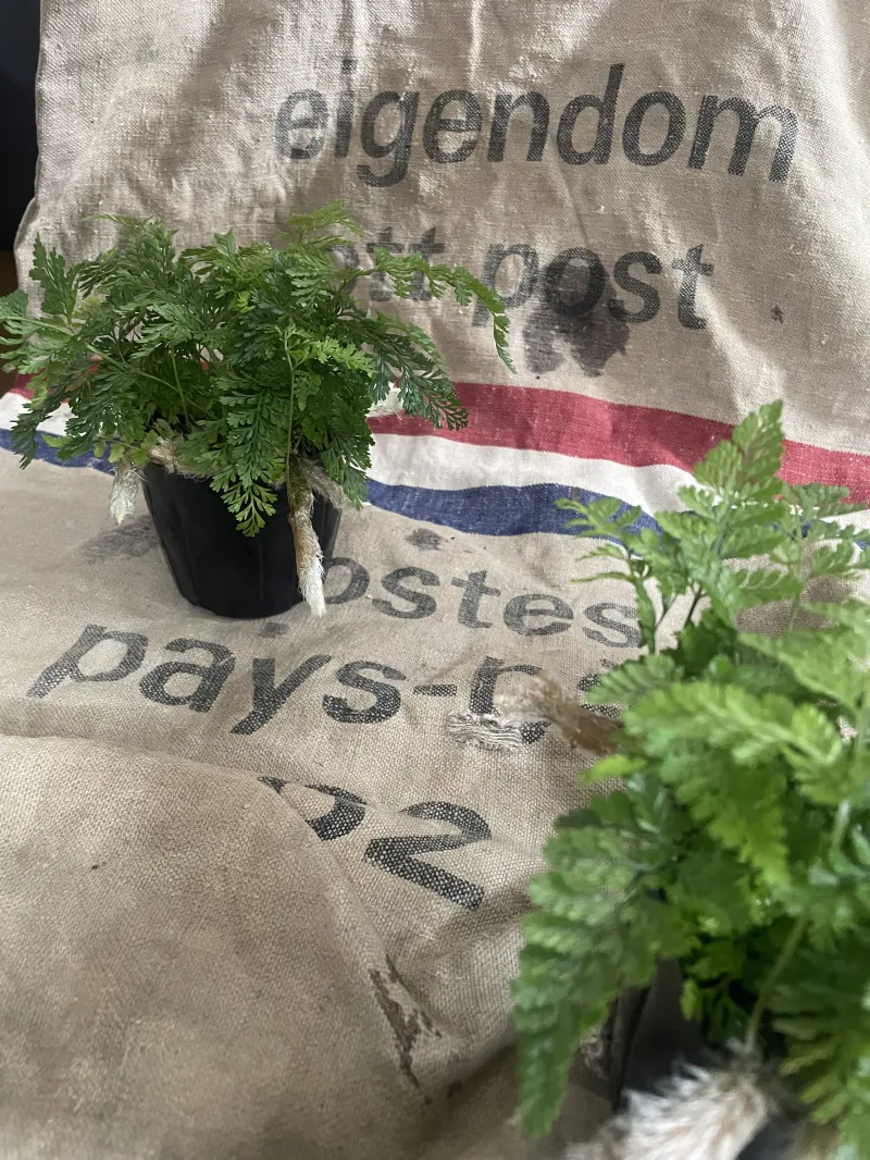 一緒に暮らすオススメの観葉植物