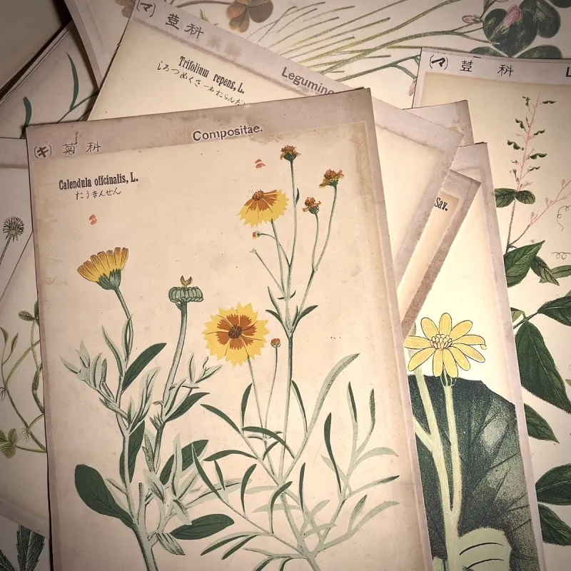 明治時代の植物画の石版印刷を一枚ずつ販売します。