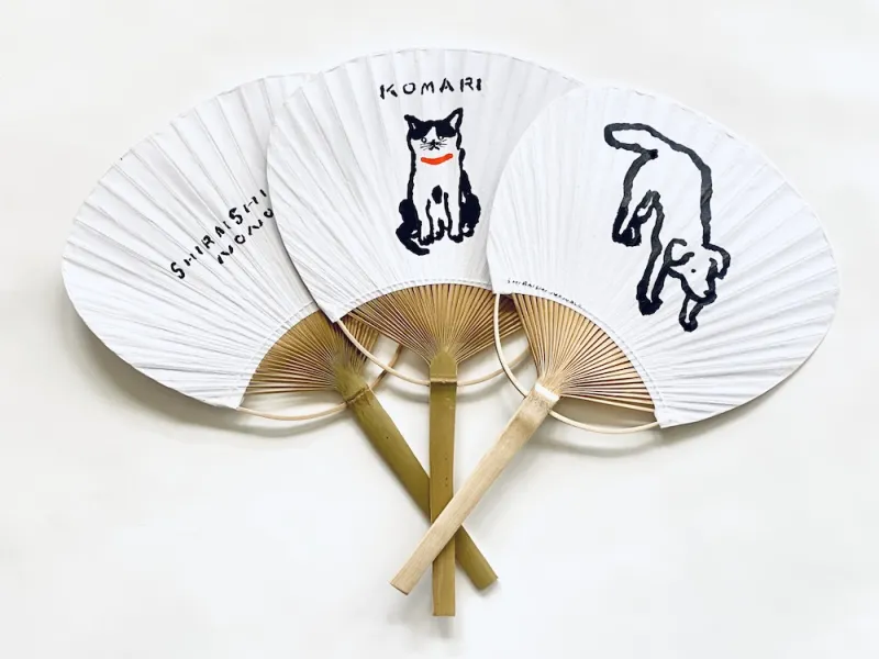 しらいしののこ
