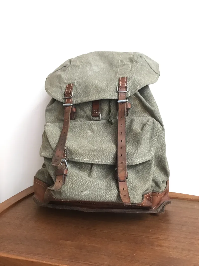 鳥類の剥製。カラス、フクロウやハイタカなど