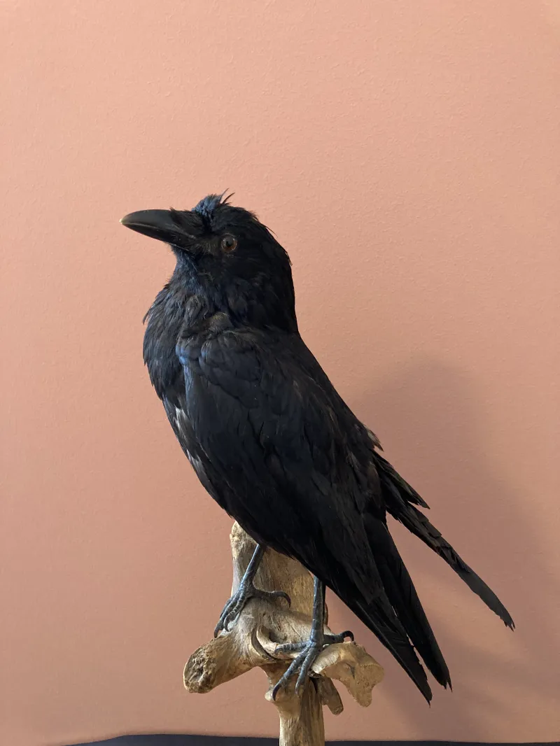 学校教材用のロールスクリーン。東西ドイツ時代、1960年代ごろのもの