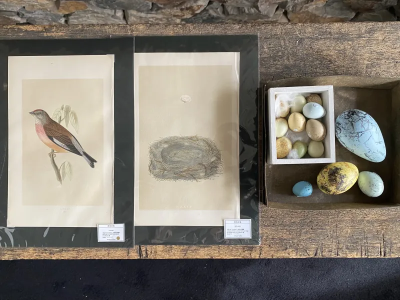 鳥や卵、巣の図版と擬似卵