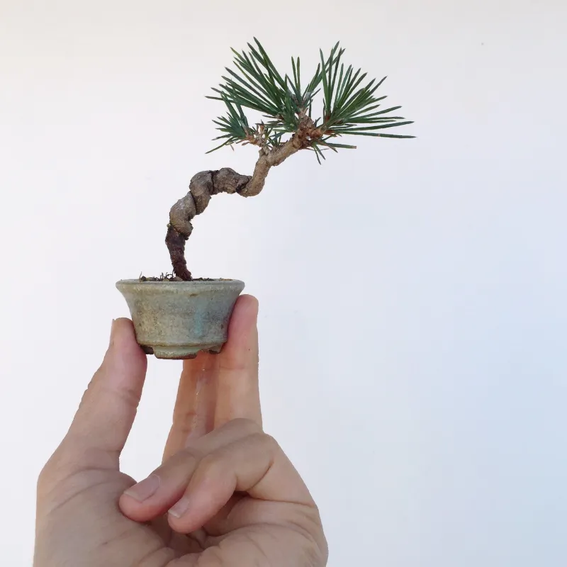 植物・鉢・人が渾然一体に、手のひらサイズのミニ盆栽