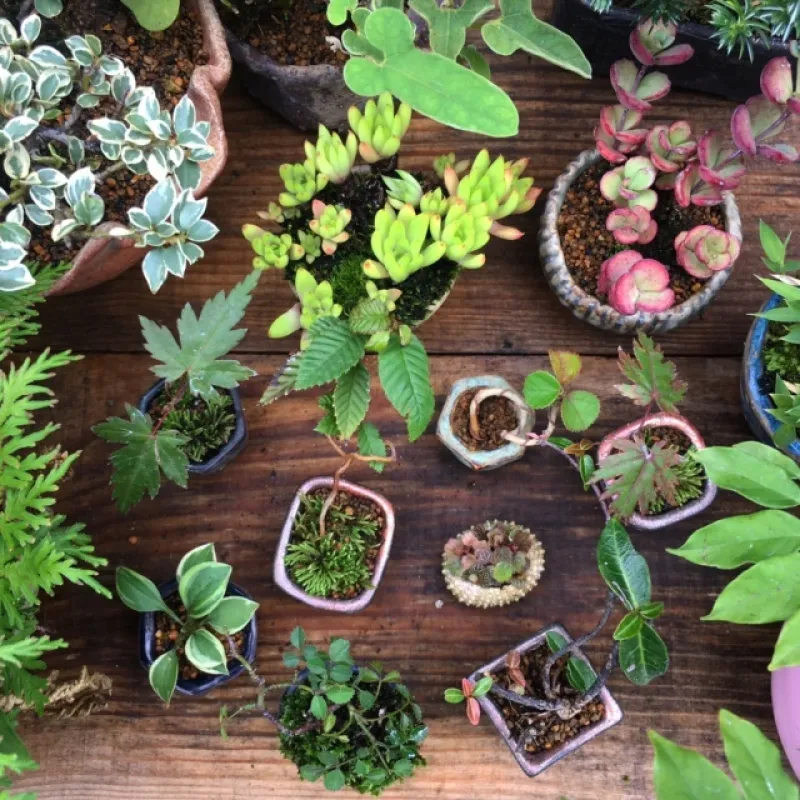 指でつまめる超ミニサイズ、豆盆栽の世界