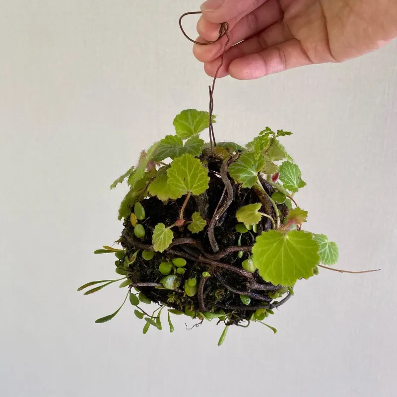 シノブ付きや流木付き、育てやすいマメヅタ吊り玉いろいろあります。