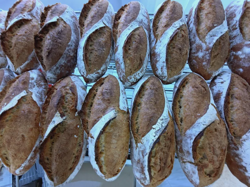 シングルオリジン、有機栽培「はるきらり」のミニバゲット。翌日に少し酸味がでて香りも加わり美味しくなります。