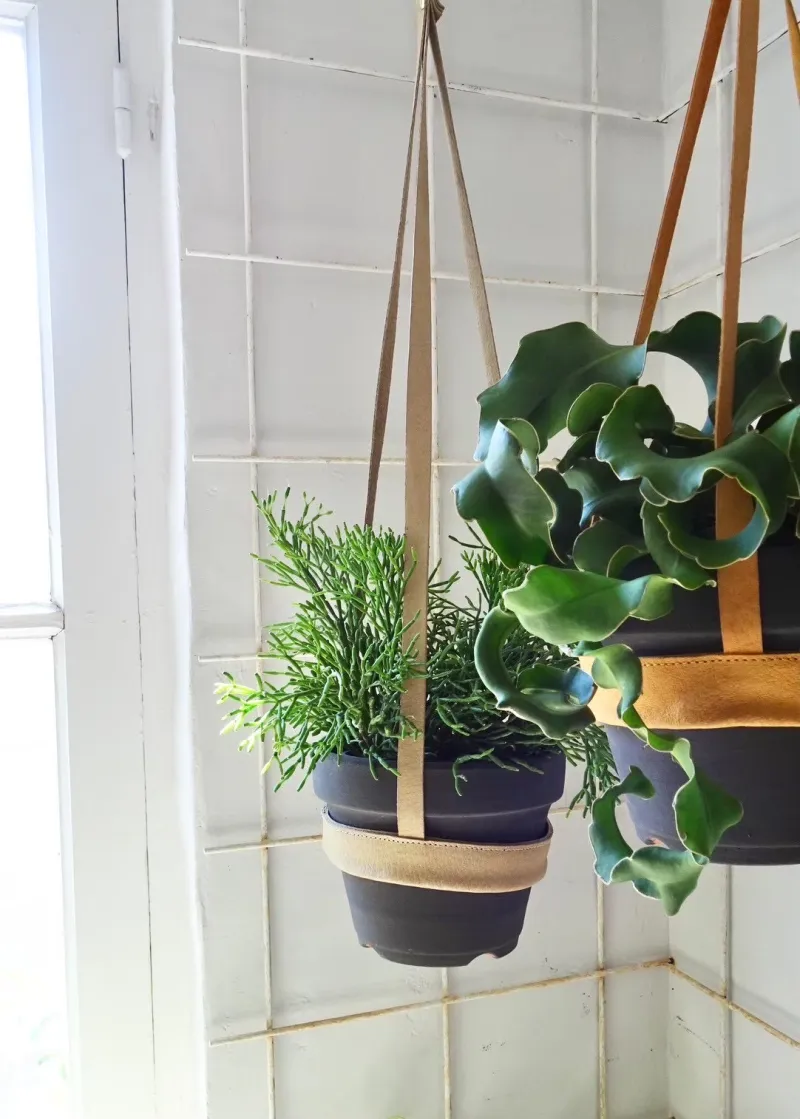 インテリアに合わせた観葉植物もお持ちいたします！