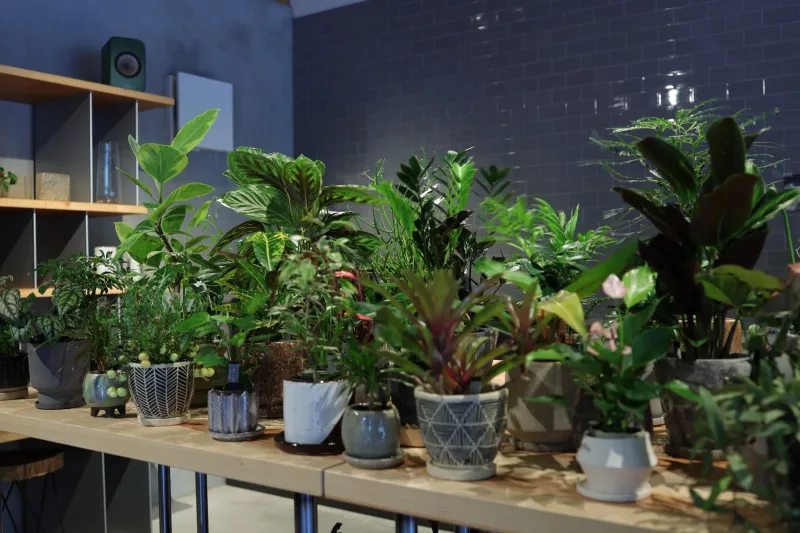 室内用の観葉植物。鉢カバーと植物の組み合わせも選べます！　植物、鉢カバーのみでもお買い求めいただけます。