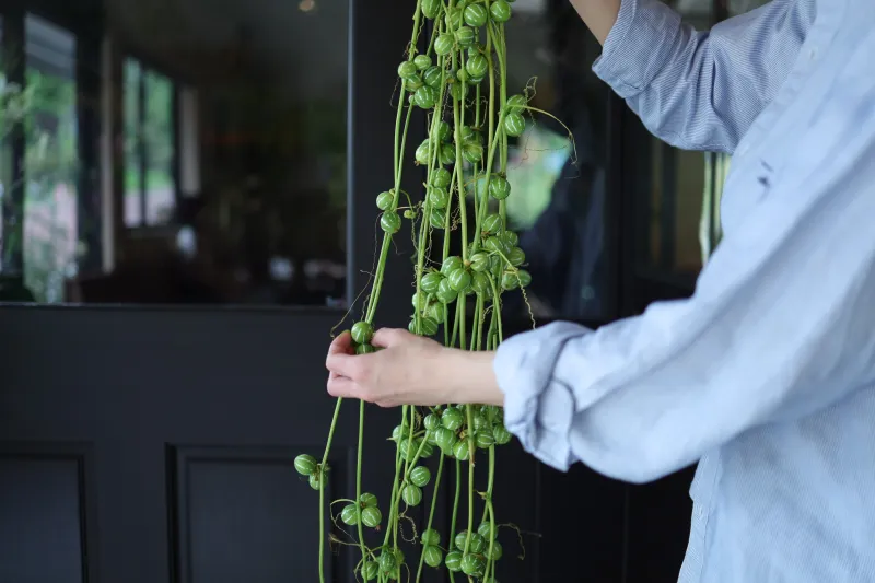 ドライフラワーになる切花。珍しい形のものをセレクトしてお持ちいたします！