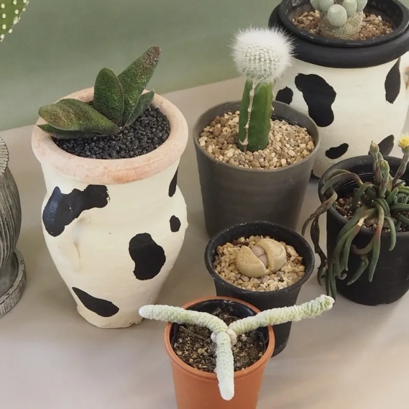 サボテンやアフリカの植物