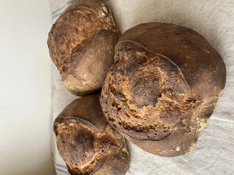 Compain　＊17日のみ