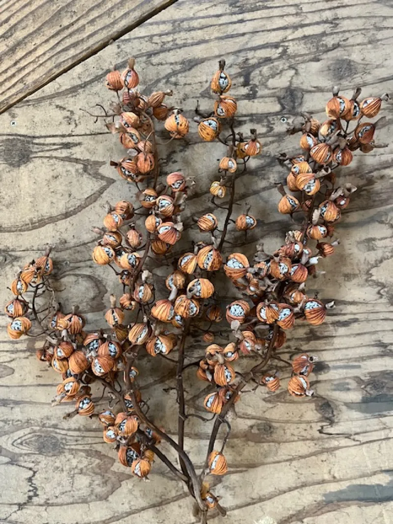 沖縄やんばるで栽培して貰っている月桃。独特の香り、お茶にすると更にパワーアップ。夏を乗り切れますよ。