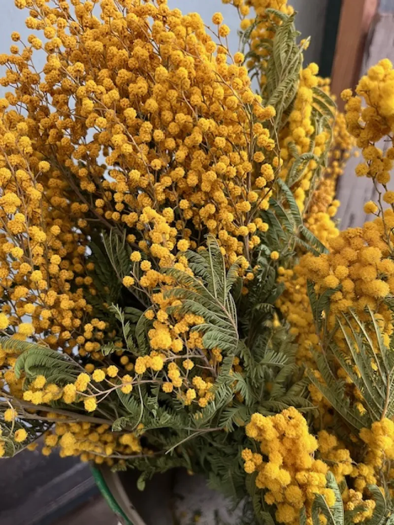 イタリア　サンレモンで咲いているミモザで直輸入しています。ハッとする黄色に目が奪われます。