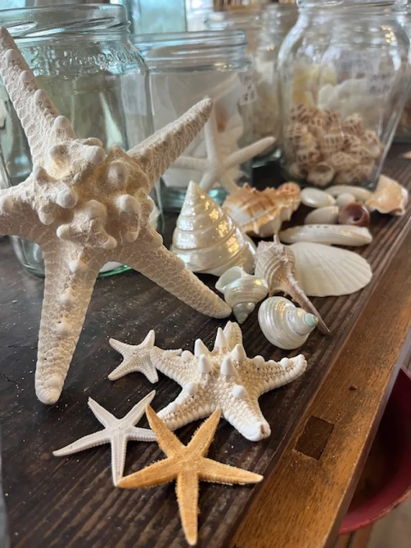 貝殻色々。面白いヒトデも集まり賑やかな夏を。