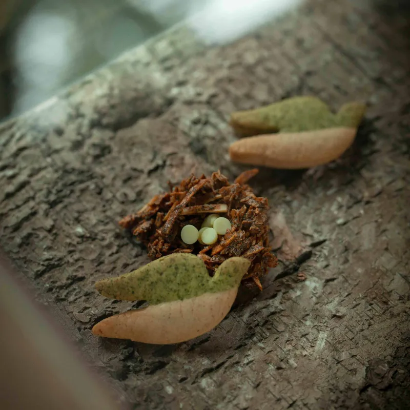 お土産やプレゼントに人気！　季節の鳥クッキーと、鳥の巣を表現したココナツマカロンのセット