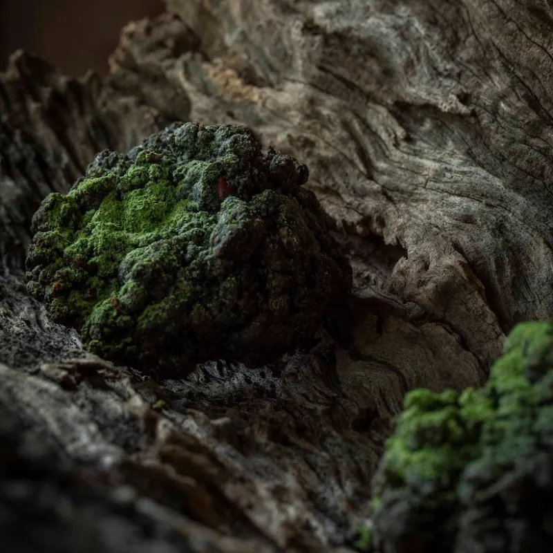 岩や石に苔が生す様子を表現したロックケーキ。スコーンのようにホロっと崩れる甘い焼菓子