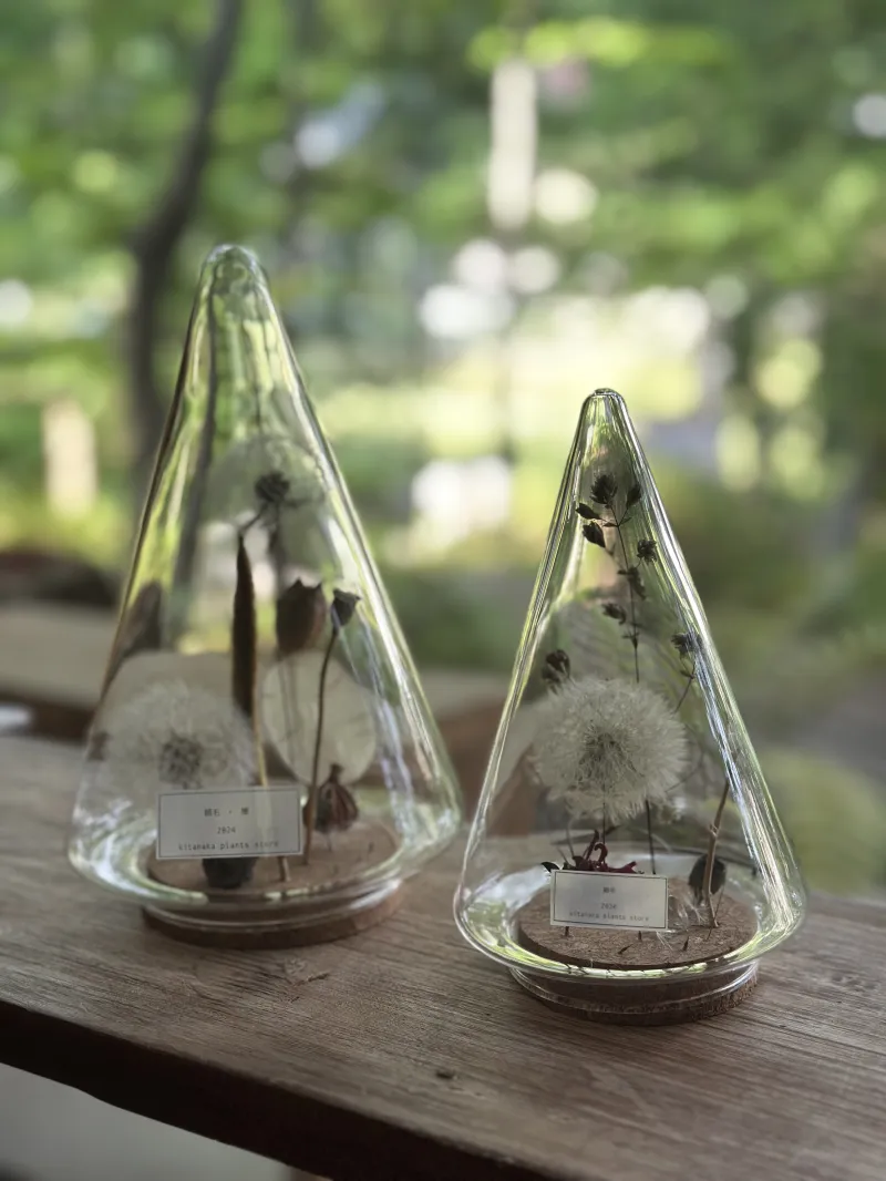 たんぽぽの綿毛のアレンジメント。様々なガラスベースでご用意します。