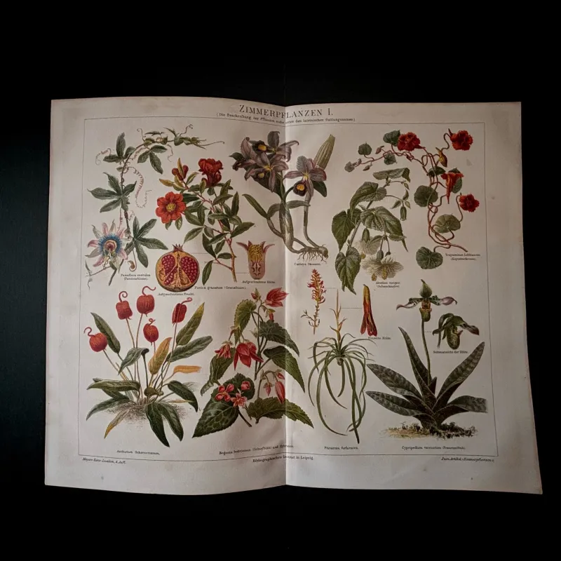 カラー写真などない時代に生物の生態を伝えようと、色彩リトグラフによる博物画が生まれました。今回も色々とお持ちします。