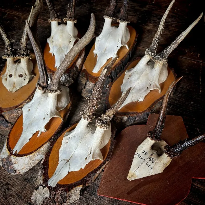 ドイツに生息する小型の鹿の角と頭骨を使った壁掛けです。お部屋にちょっとした博物趣味を添えるアイテムです。