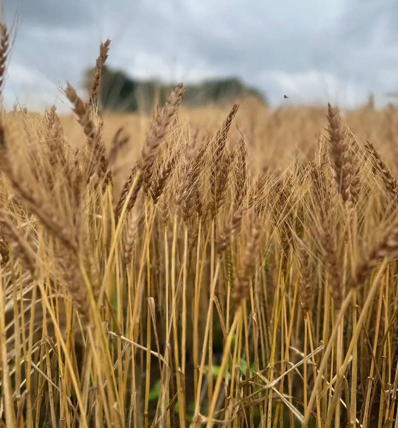 愛してやまない埼玉県産の小麦ハナマンテン。深く濃ゆい小麦の旨みを、単一品種で焼いて表現しています。
