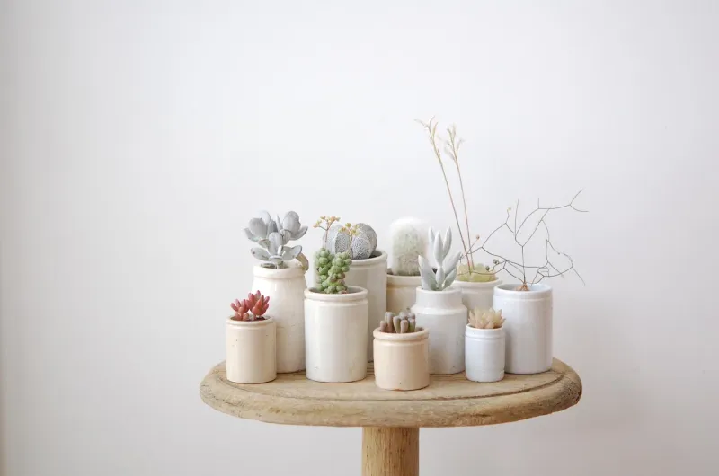 イギリスのアンティークジャーと合わせた多肉植物。器も植物も個性が光ります。