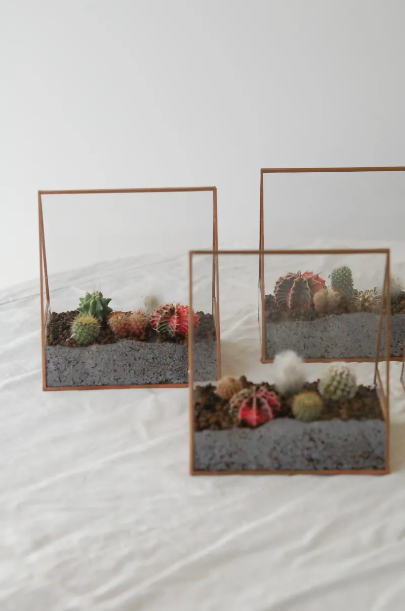 小さな温室の様な寄せ植え。solxsolオリジナルのテラリウムです。