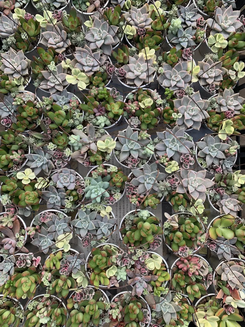 東京蚤の市で人気No.1の寄せ植え。1つ1つ色合いを見ながら手作りしてるので、気に入った寄せ植え選んでくださいね。