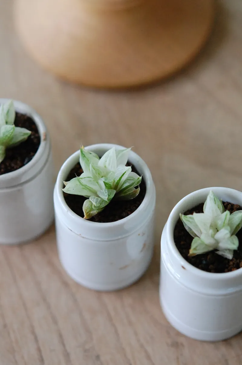 綺麗な斑入りのハオルシア、氷砂糖です。マーブル色の爽やかな色合いです。