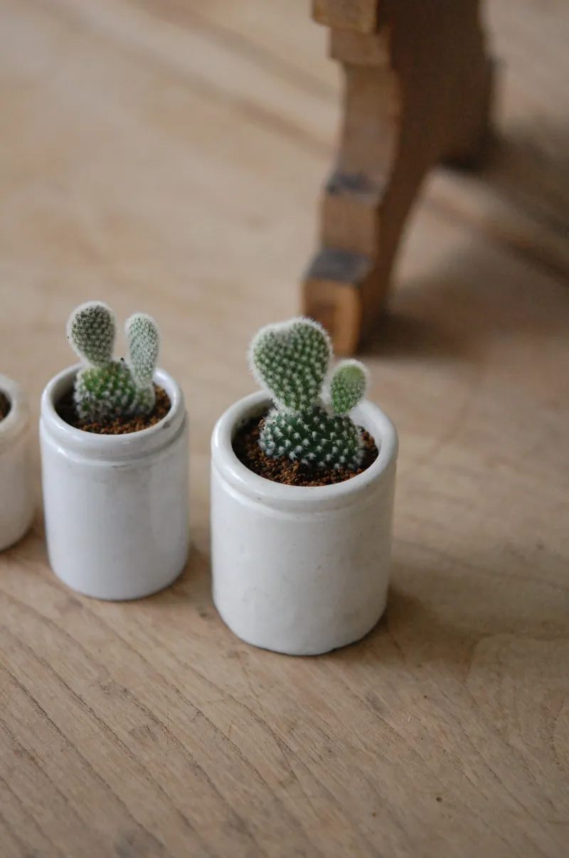 兎の様な姿が可愛いサボテン。1つ1つ表情が違いますので、じっくり選んでくださいね。