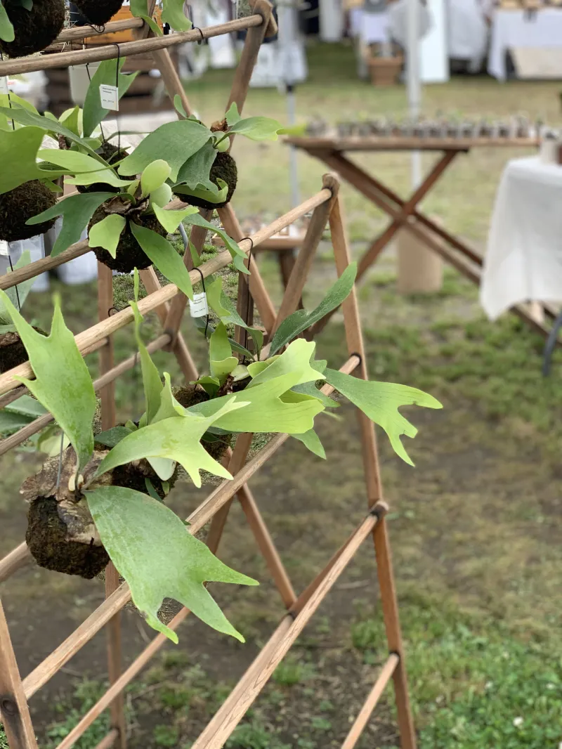 ビクシダの苔玉。室内の柔らかい光でも育てられるので日当たりの悪い環境でもおすすめです。