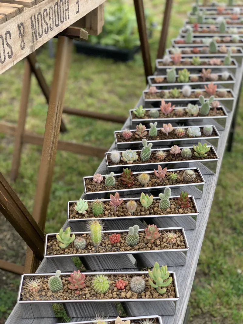 横にリズミカルに並んだ7種の多肉植物。どれも可愛らしく、成長をゆっくり楽しめます。鉢はオリジナルのステンレス鉢です。