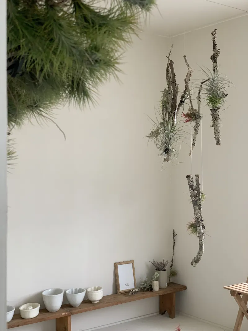 エアープランツもご用意しました。意外と水が大好きなので、週に2〜3回ぐらい水をあげます。