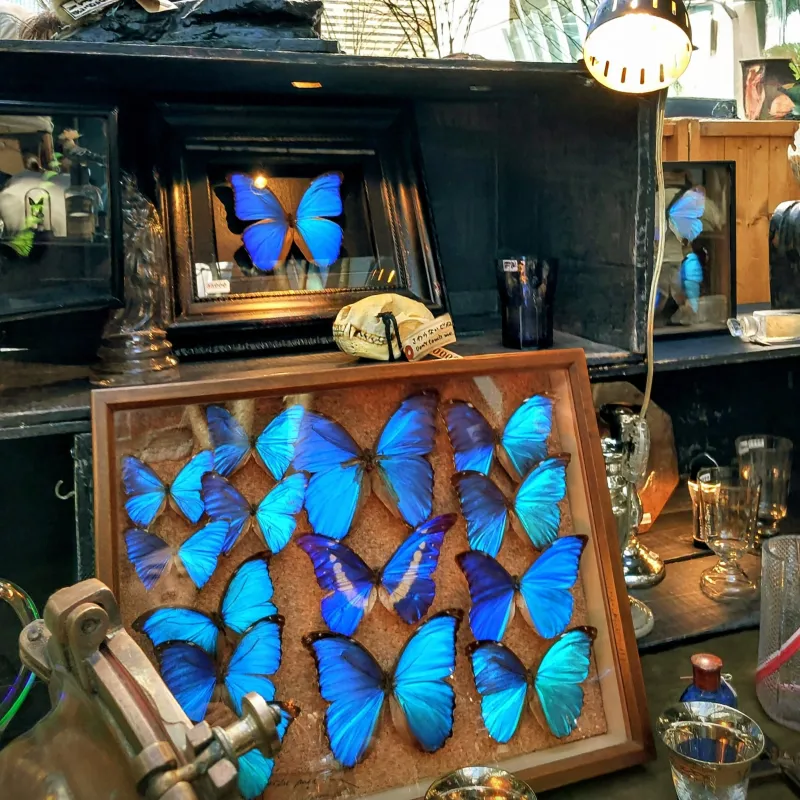 70年代ヴィンテージ。吸い込まれるような青のモルフォ蝶を贅沢に敷き詰めた、神秘的で圧倒的な標本箱。