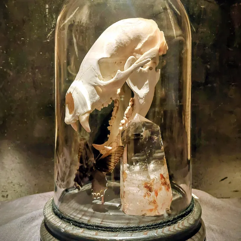 ガラスドーム内で融合したクマの頭骨と数千年の時を経て結晶化した水晶。幻想的で重厚な一点物です。