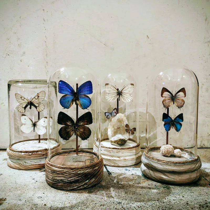 小さなガラスドームに舞う、淡い白やブルーの小さな蝶たち。穏やかな時間が流れるような、繊細で美しい標本です。
