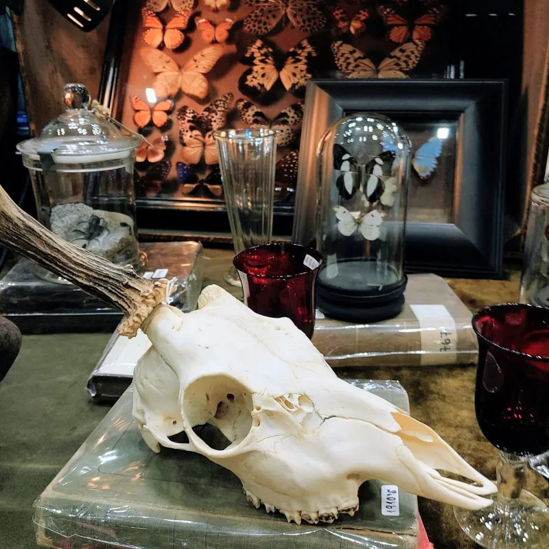 渋い蝶の標本箱を背に、静かに佇むヨーロッパのノロジカ頭骨。趣深い空間を演出する一点ものです。