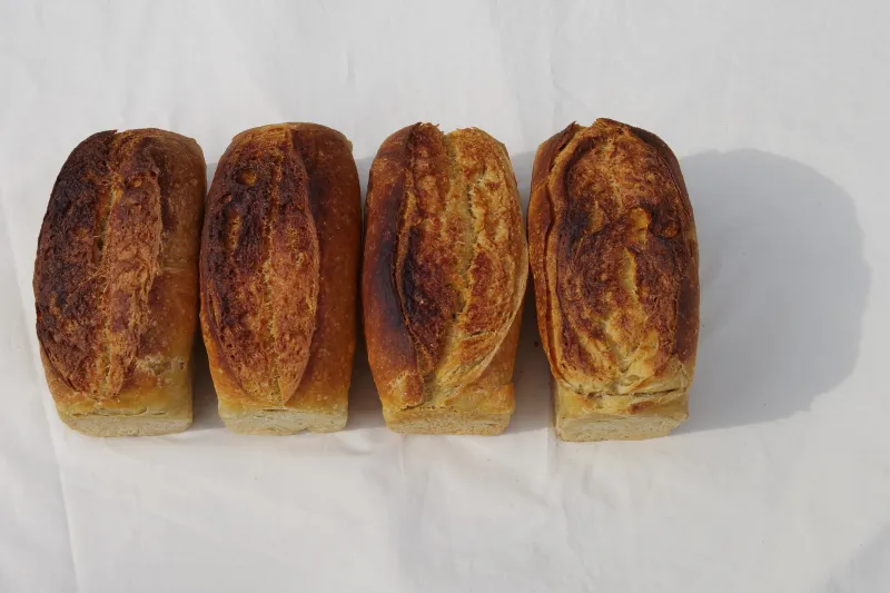 唯一甘みがある全粒粉100%のブリオッシュです。