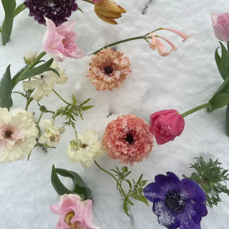 FLOWER LITTLE