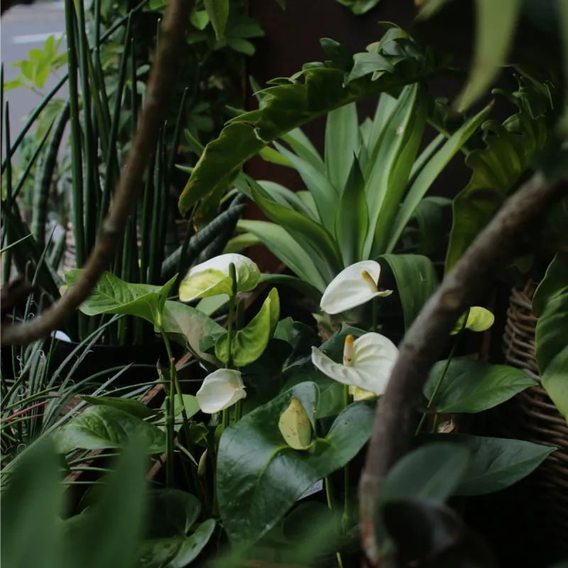「観葉植物」暮らしのアクセントになる、少し個性的な植物をご用意します。