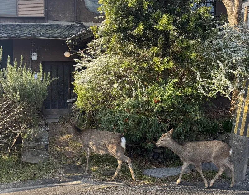 ＭＬＰショップ