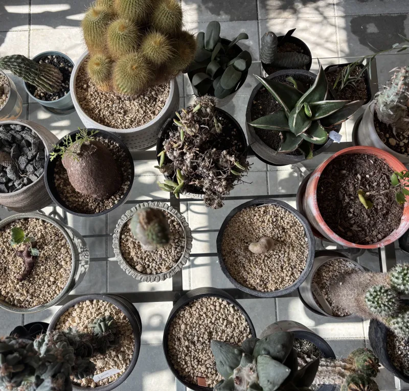「植物たち」種類にとらわれず、かわいい見た目のものをご用意します。