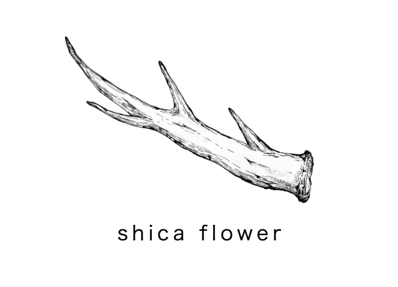 shica flower